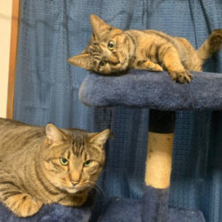 我が家の猫🐈🐈