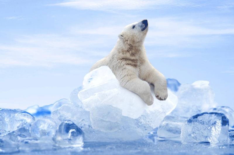 冷感アイテムで快適に🐶🐶