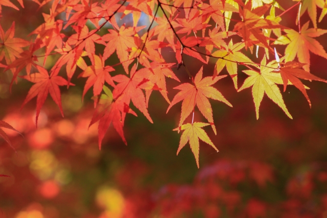 山登りと紅葉
