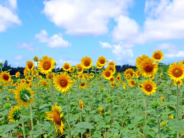 暑中お見舞い申し上げます