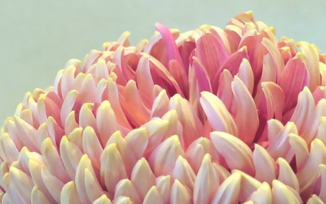 第38回　日本菊花全国大会