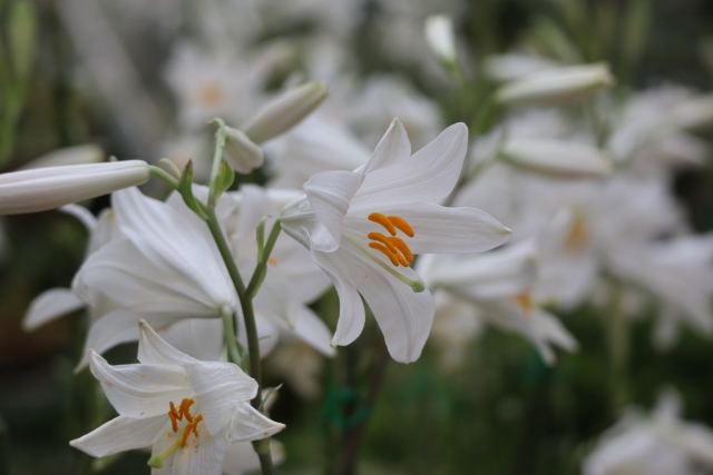 マドンナリリー　リリウムプロジェクト