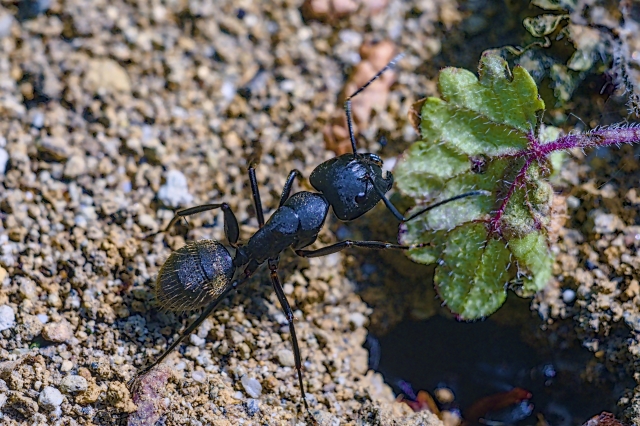 新たな生物との遭遇‥‥⁉