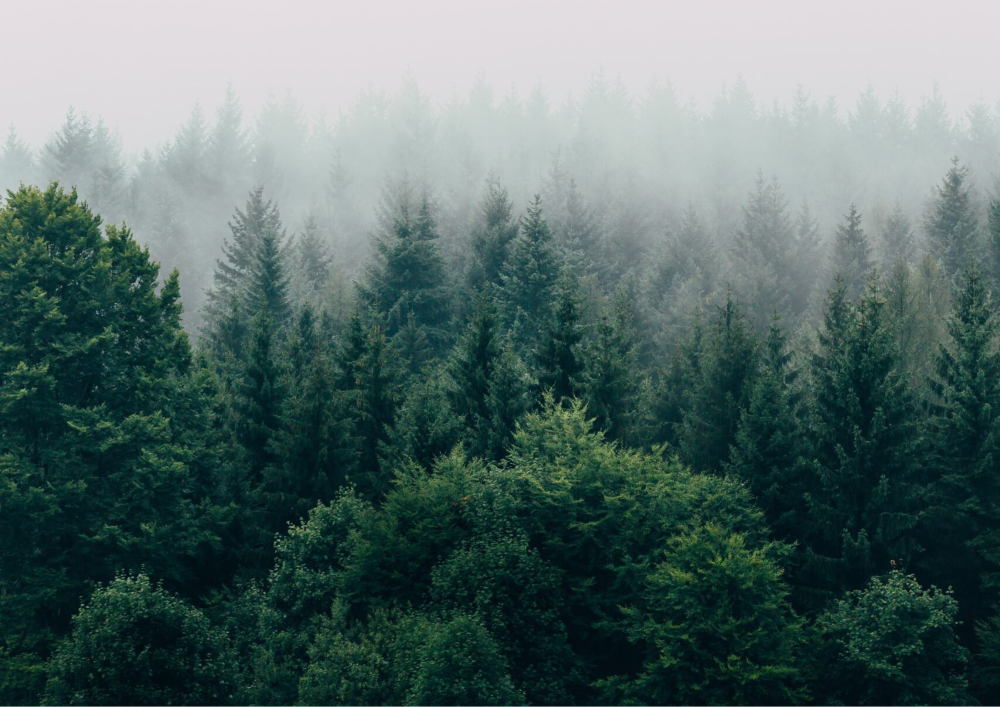 ウッドチップディフューザーのご紹介